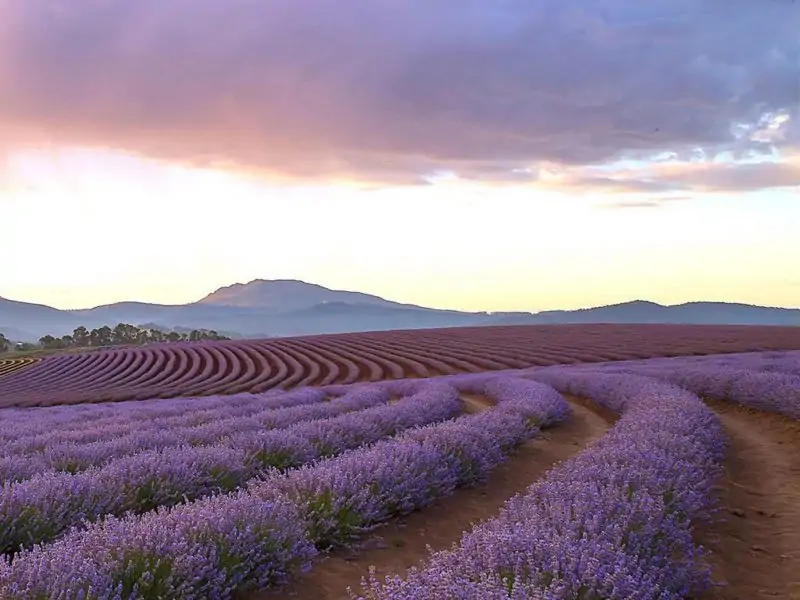 <i class="fal fa-copyright"></i> Bridestowe Lavender