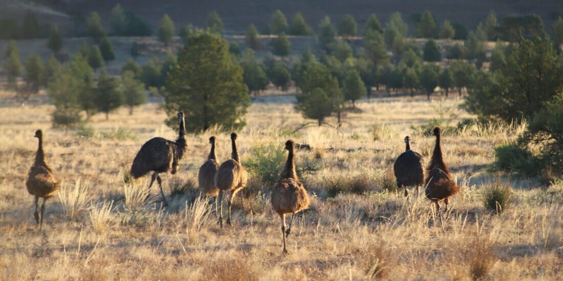 Emus, Flinders Ranges